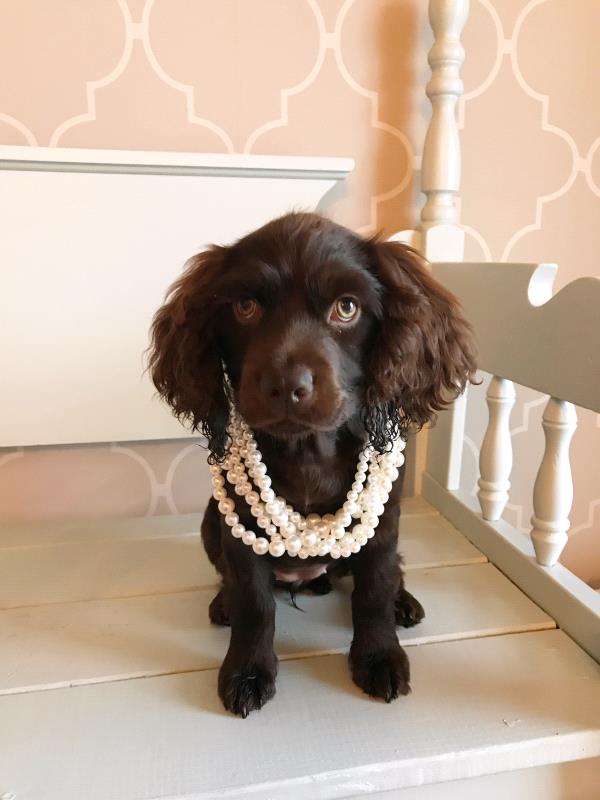 /Images/uploads/Bon Secours St Francis Foundation Inc/2017pearlsandpups/entries/4885thumb.jpg